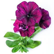 Petunia