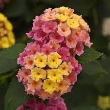 Lantana