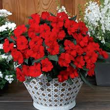 Sunpatiens