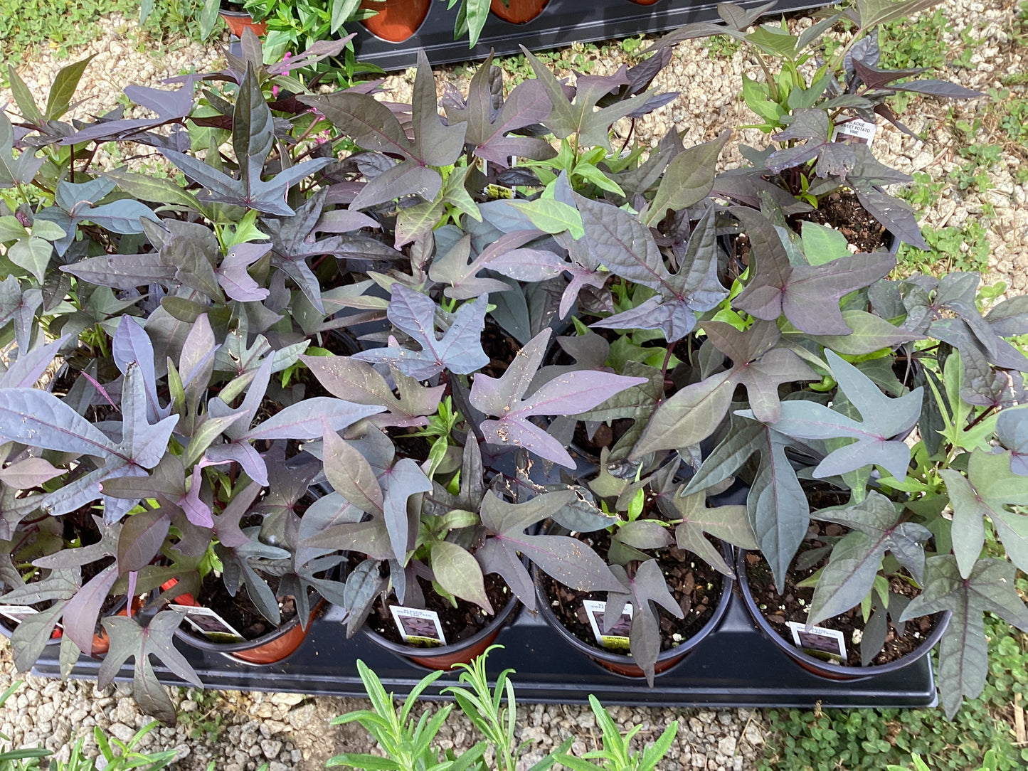 Potato Vine