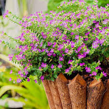 Mexican Heather