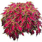 Coleus Plants