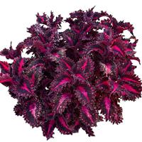 Coleus Plants