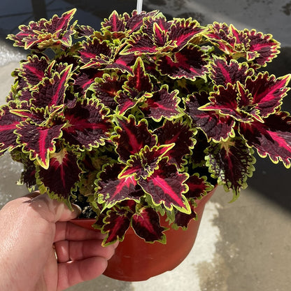 Coleus Plants