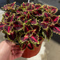 Coleus Plants