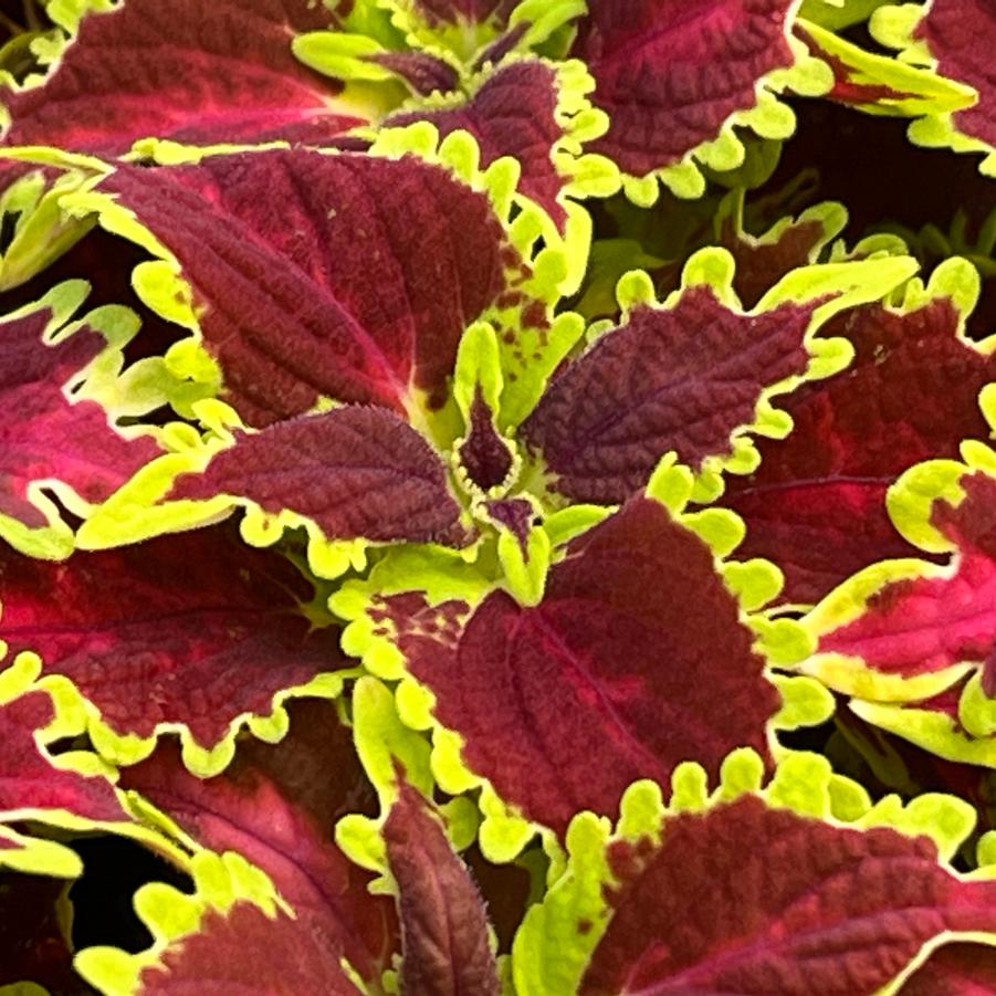 Coleus Plants