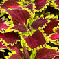 Coleus Plants