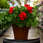 Geraniums