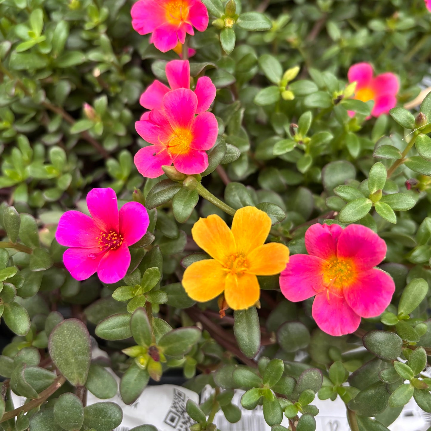 Flowering Hanging Baskets