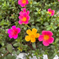 Flowering Hanging Baskets