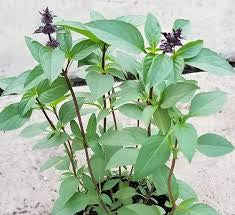 Basil