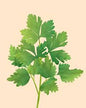 Cilantro