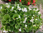 Begonias