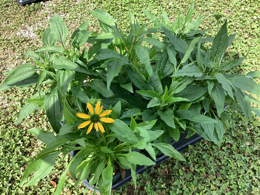 Echinacea
