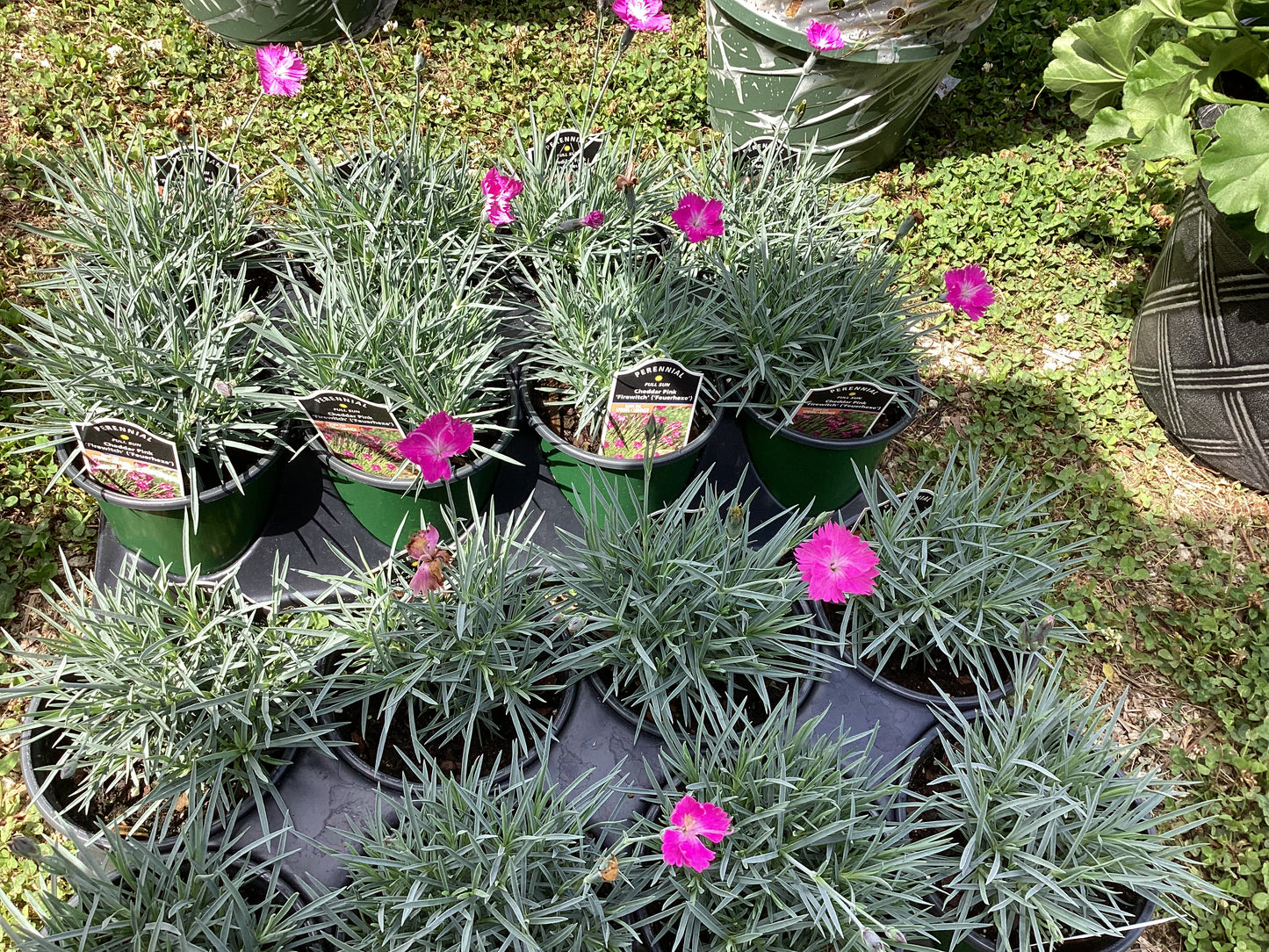 Dianthus
