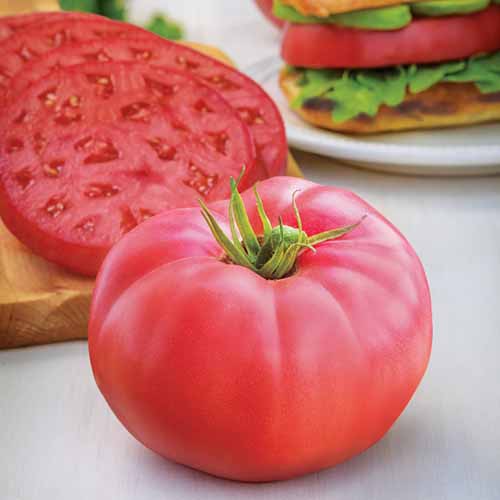 Tomato Plants