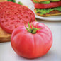 Tomato Plants