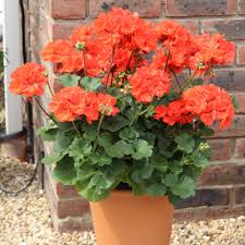 Geraniums