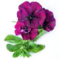 Petunia