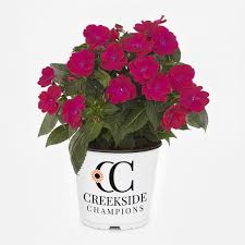 Sunpatiens
