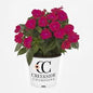 Sunpatiens