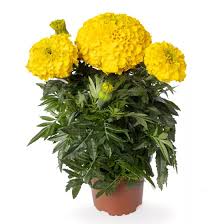 Marigolds