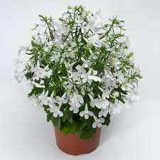 Lobelia