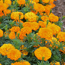 Marigolds