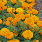 Marigolds