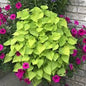 Potato Vine