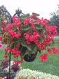 Flowering Hanging Baskets