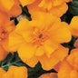 Marigolds