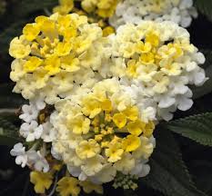 Lantana