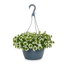 Flowering Hanging Baskets