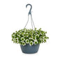 Flowering Hanging Baskets