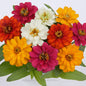 Zinnia