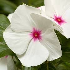 Vinca