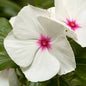 Vinca