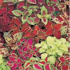 Coleus Plants