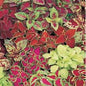 Coleus Plants