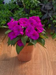 Sunpatiens