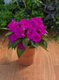 Sunpatiens