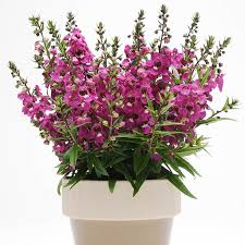 Angelonia