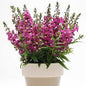 Angelonia