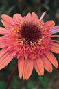Echinacea
