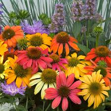 Echinacea