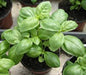 Basil