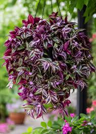 Flowering Hanging Baskets