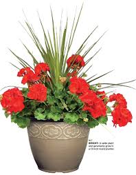 12" Assorted Pots