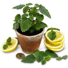 Lemon Balm
